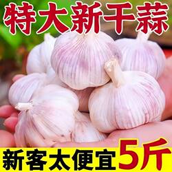 山东金乡大蒜5斤农家新紫皮大蒜新干蒜大蒜头精选干蒜批发