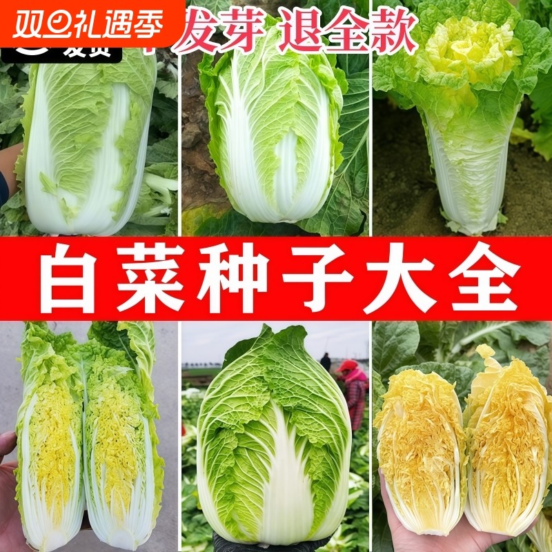 四季黄心乌塌菜种子种籽金花大白菜籽秋冬季耐寒黑菜早熟蔬菜大全