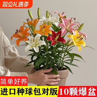 百合花种球盆栽冰美人进口土培耐寒花卉重瓣香水百合种子种植苗籽