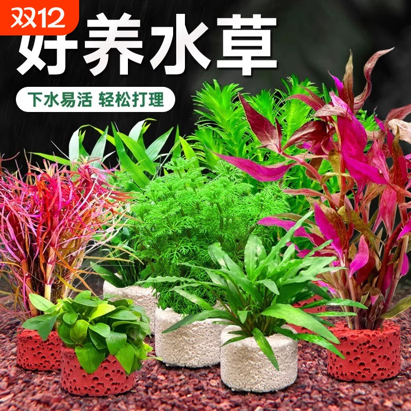 水草植物鱼缸造景真草净水培菌