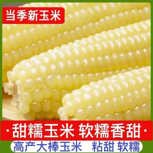 白糯玉米种子矮杆大棒白玉米糯玉米甜嫩无渣甜糯玉米白糯玉米