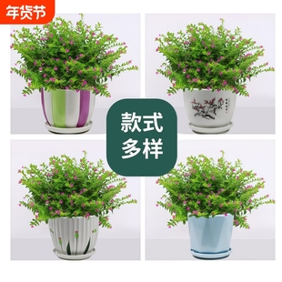 满天星盆栽带花苞室内外客厅阳台好养活花卉植物星花办公桌面花草