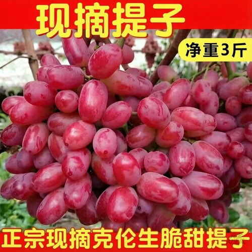 顺丰包邮现摘红提葡萄新鲜克伦生茉莉香提子脆甜整串水果无籽精品