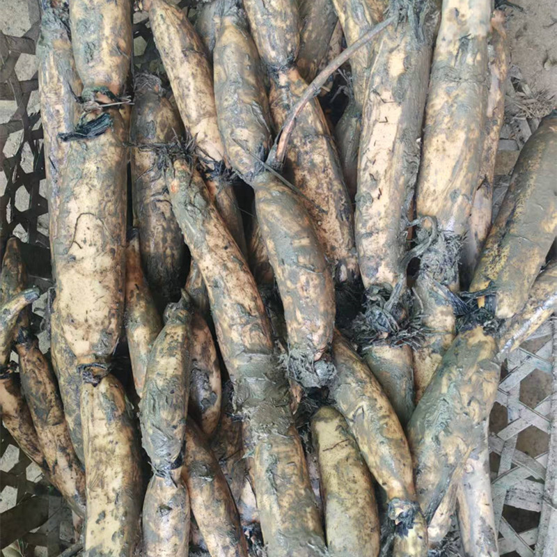 洪湖现挖野生粉藕煲汤粉糯香甜农村食材