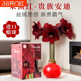 蜡封朱顶红种球重瓣蜡球无土栽培懒人植物新年礼物年宵花卉植物