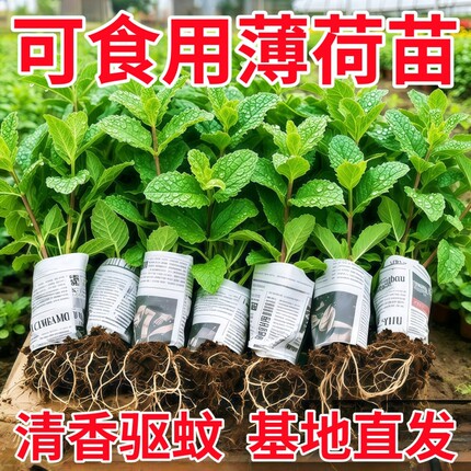 薄荷秧苗可食用室内植物盆栽水培柠檬薄荷叶迷迭香驱蚊草绿植好养