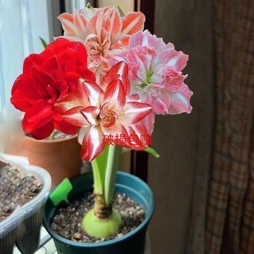 正品特大朱顶红四季开花自然开花客厅办公装饰品重瓣阳台花孔雀