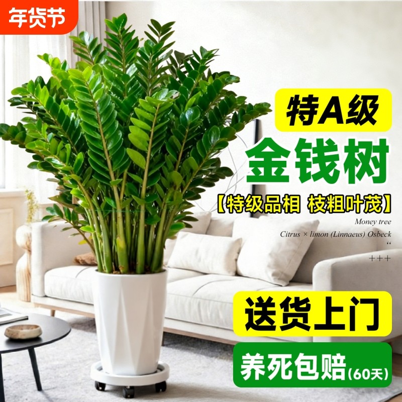 金钱树大型客厅绿植室内办公室除甲醛旺宅乔迁大盆栽好养活新居,鲜花速递/花卉仿真/绿植园艺,绿植,淘宝优惠券,粉丝福利购,淘宝优惠卷
