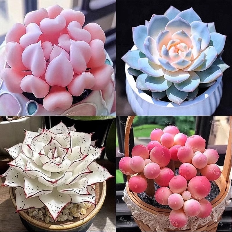 新款多肉植物盆栽组合侧影纯爱红蜻蜓水蜜桃新手好养耐寒办公肉肉
