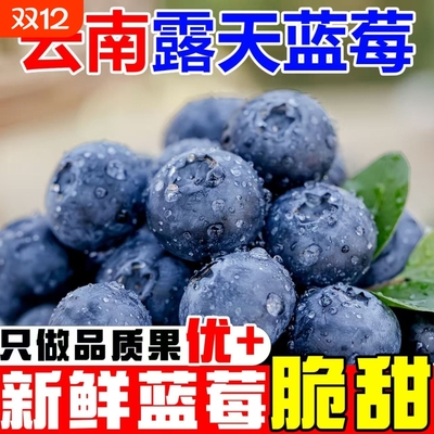 云南花香蓝莓超甜大水果果孕妇宝宝辅食产地现摘高端应季水果直发
