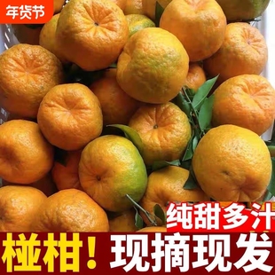 精选云南高山椪柑新鲜芦柑水果当季水果现摘碰柑整箱纯甜绿色果园