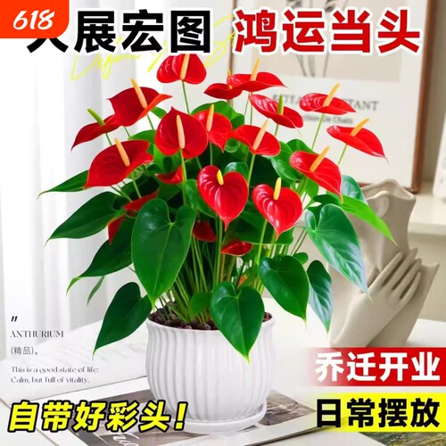 大号红掌盆栽水培带花大叶大花客厅绿植室内好养植物办公室桌面花