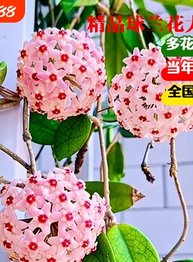 球兰盆栽垂吊绿植好养易爆花