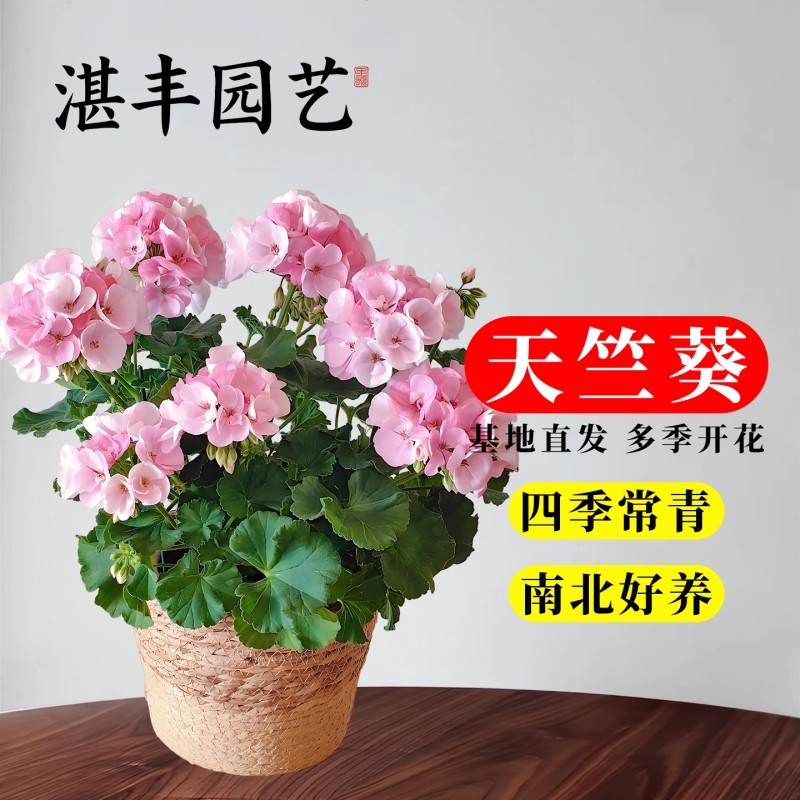 重瓣天竺葵盆栽带花苞发货玫瑰小姐垂吊花卉庭院阳台耐热开花不断