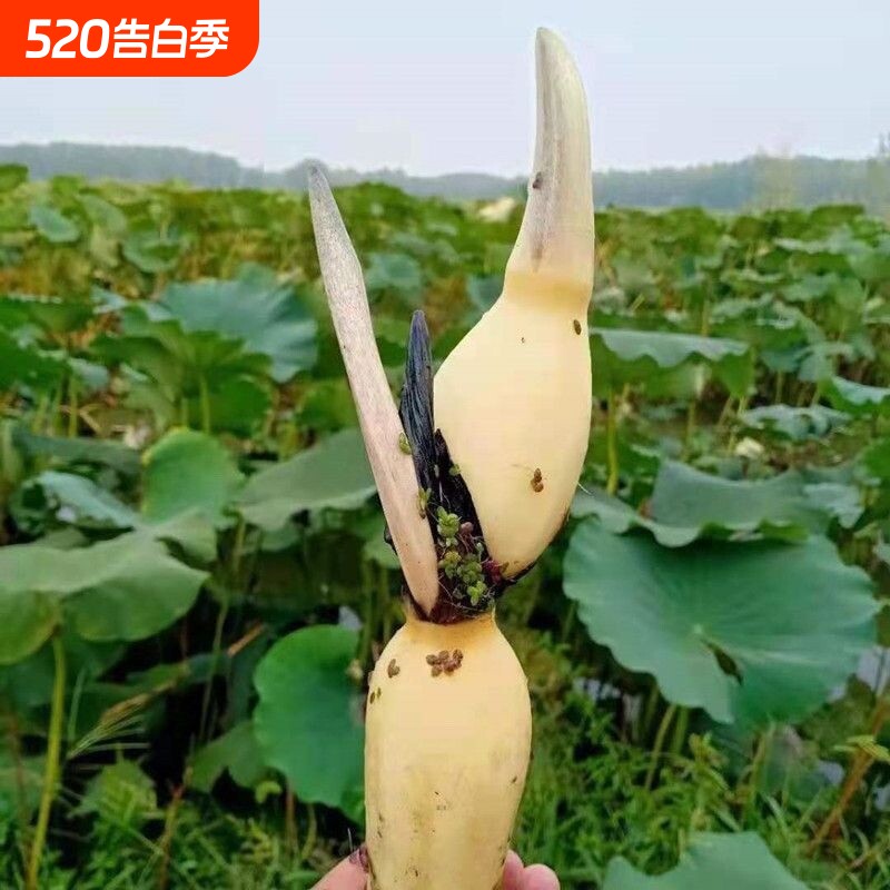 大型高产观赏型可食用莲藕种苗盆栽池塘种植菜藕苗荷花水养莲藕苗