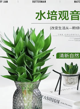 观音竹带根水培绿植富贵竹好养