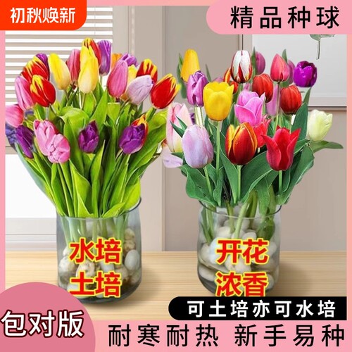 郁金香种球庭院阳台花卉盆栽地载