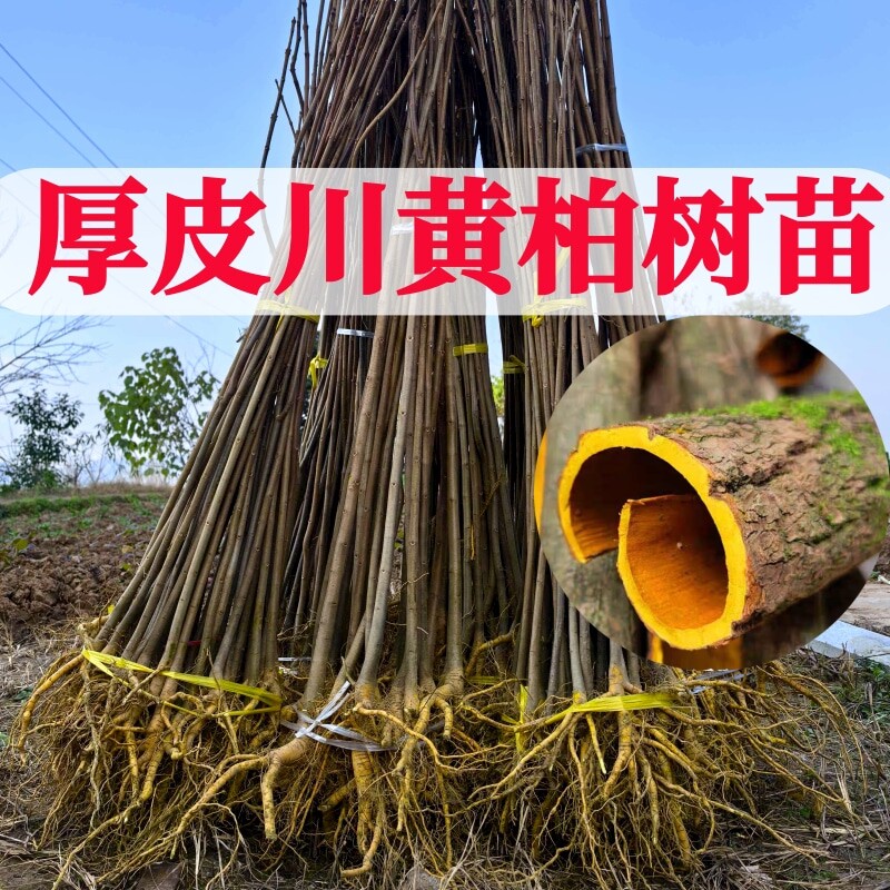 正宗厚皮川黄柏树苗四川发货正品剥皮黄皮药材黄柏树基地批发小苗
