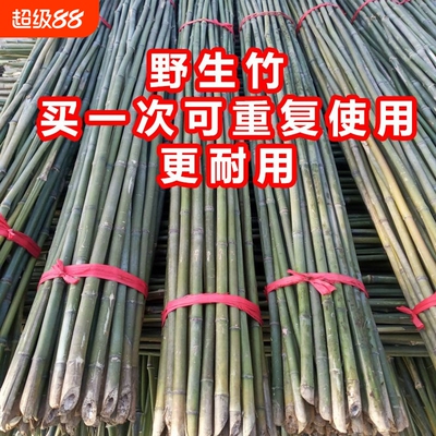 竹竿菜园搭架蔬菜黄瓜番茄豆角架