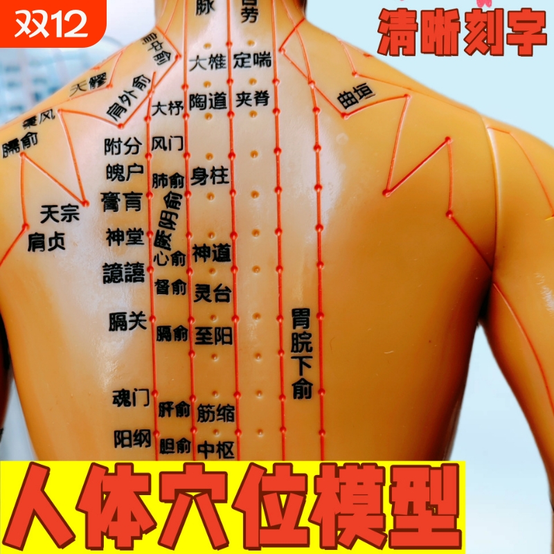 中医针灸穴位人体经络模型全身