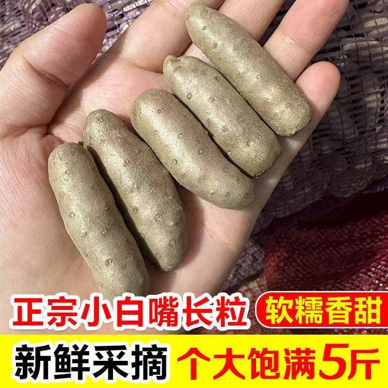 河北农家正宗新鲜采摘小白嘴山药豆糖葫芦专用豆山药豆批发粉糯
