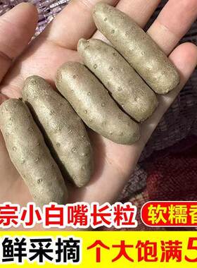 山药豆河北农家正宗新鲜采摘小白嘴糖葫芦专用豆批发粉糯铁棍精品