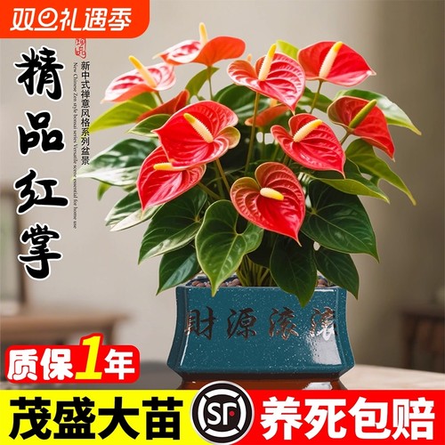 红掌盆栽鸿运当头办公室桌面