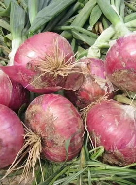 紫皮洋葱新鲜圆葱水果口味