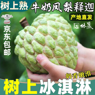 新鲜凤梨牛奶释迦果5斤大目释迦尼佛头果冰淇淋番荔枝特大果现摘