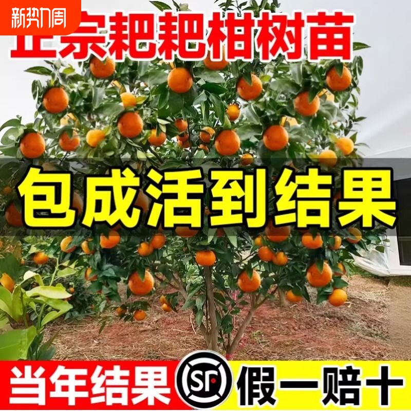赣南脐橙树苗果冻橙子果树嫁接砂糖橘果苗当年结果沃柑大桔子盆栽