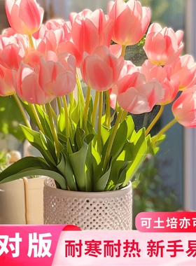 重瓣郁金香种球可土培水培植物阳台盆栽庭院地载耐寒耐热花卉绿植