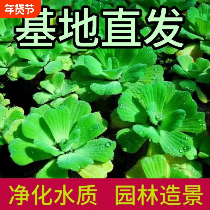 新手水草组合大全鱼缸浮萍水草淡水阴性绿植懒人鱼缸造景增氧好养