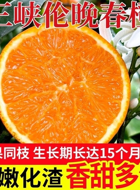 正宗伦晚脐橙春橙秭归橙子当季新鲜水果整箱果冻甜榨汁大果现摘