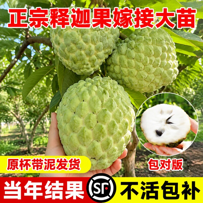 释迦果苗嫁接台湾凤梨释迦苗特大牛奶释迦番荔枝林檎南北方果树苗图片