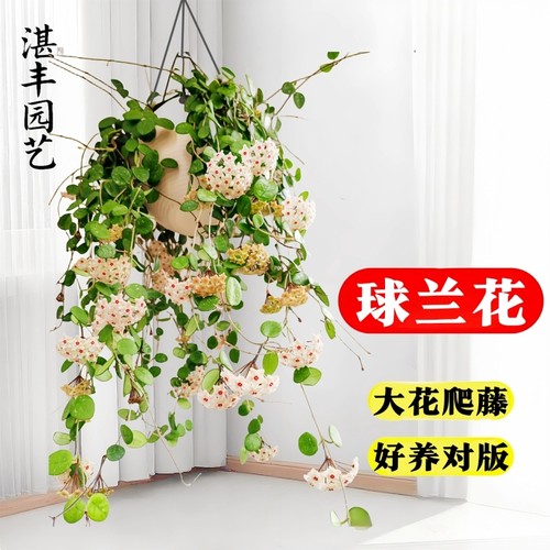 球兰花大苗带花盆栽羊脂玉球兰花贝拉卷心叶攀援爬藤植物好养花卉