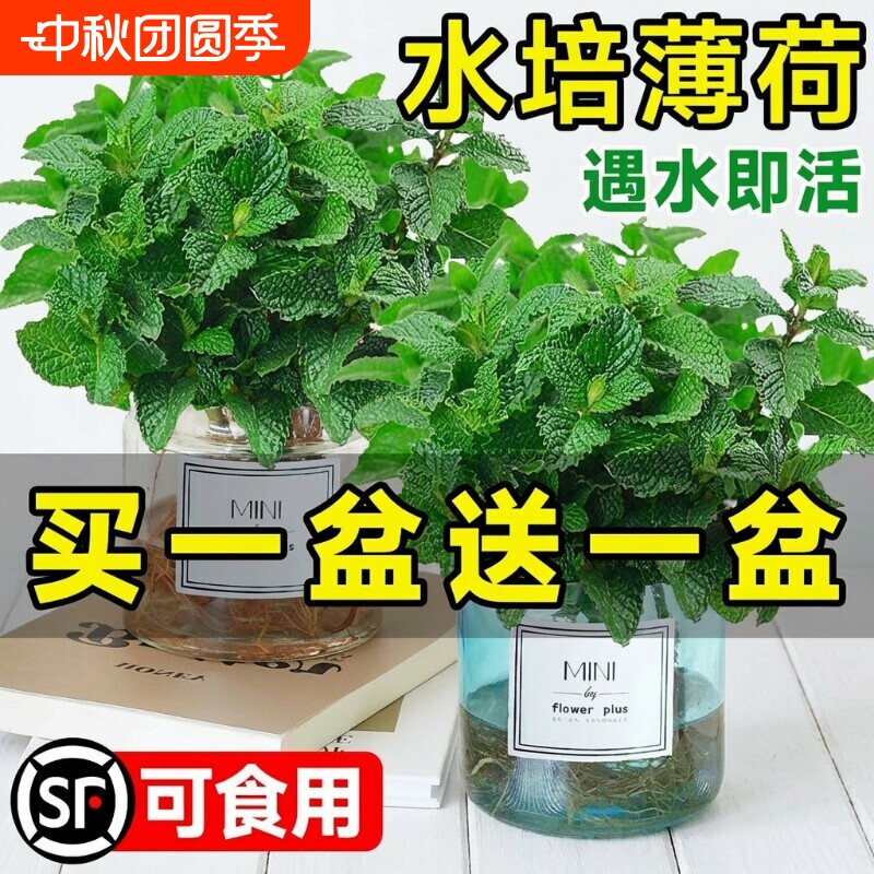 薄荷盆栽水培植物驱蚊可食用柠檬薄荷叶迷迭香室内驱蚊草大盆绿植图片