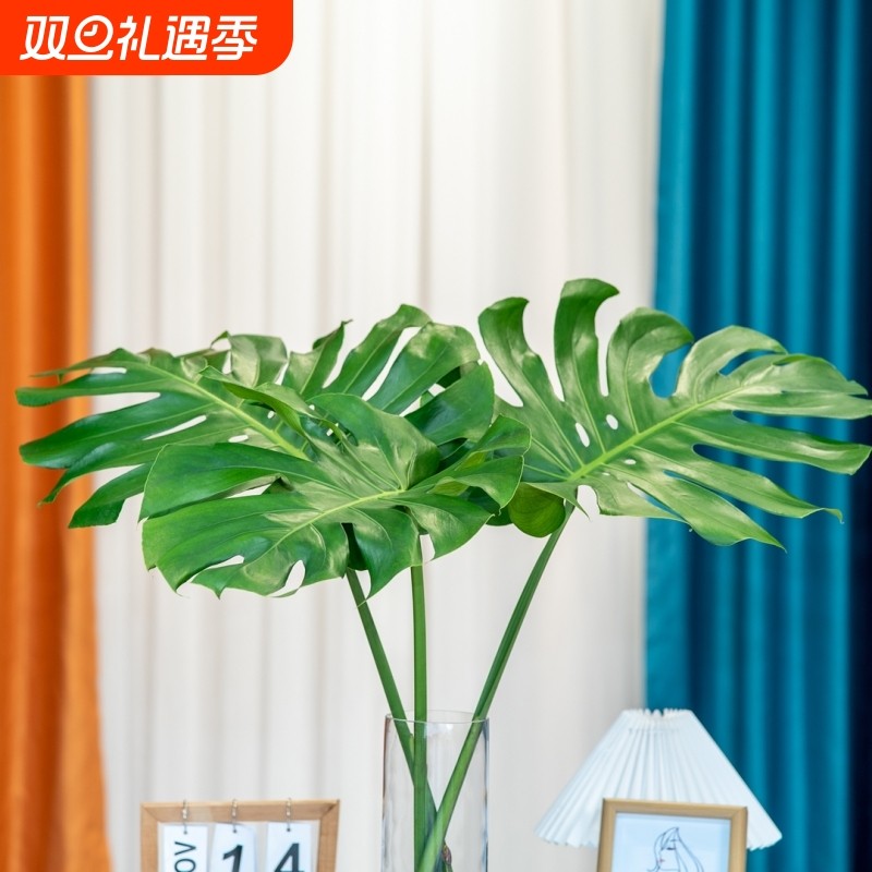 水培植物龟背竹盆栽老桩大叶绿萝水养富贵竹室内桌面好养春羽绿植