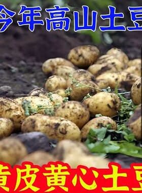 农家自种新鲜黄心土豆