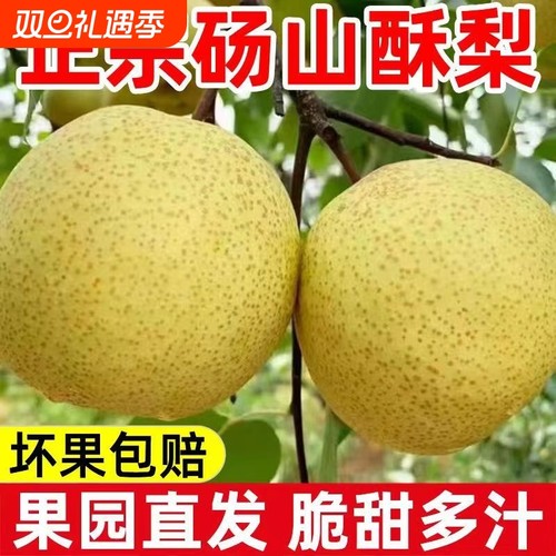 正宗砀山酥梨新鲜梨子9斤当季现摘安徽特产汤山梨老树黄雪梨包邮