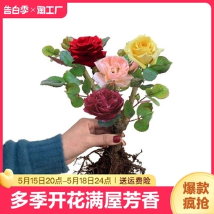 四季 开花玫瑰花苗盆栽室内阳台植物花卉月季 花苗特大花老桩彩虹