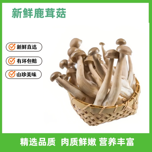 新鲜鹿茸菇营养煲汤炖汤火锅涮菜