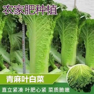 新鲜青麻叶大白菜农家肥种植露天蔬菜天津绿可冬储黄芽菜好吃生鲜