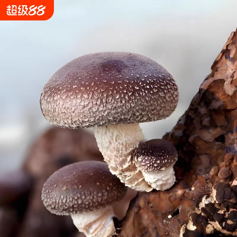 出口香菇可食用蘑菇种植菌包阳台菌种菌棒菌菇家庭室内盆栽菌趣味图片