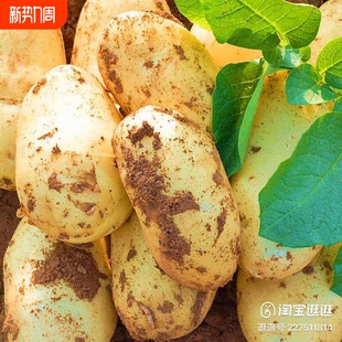 新季 云南黄心土豆马铃薯新鲜黄皮黄心粉糯土豆农家洋芋
