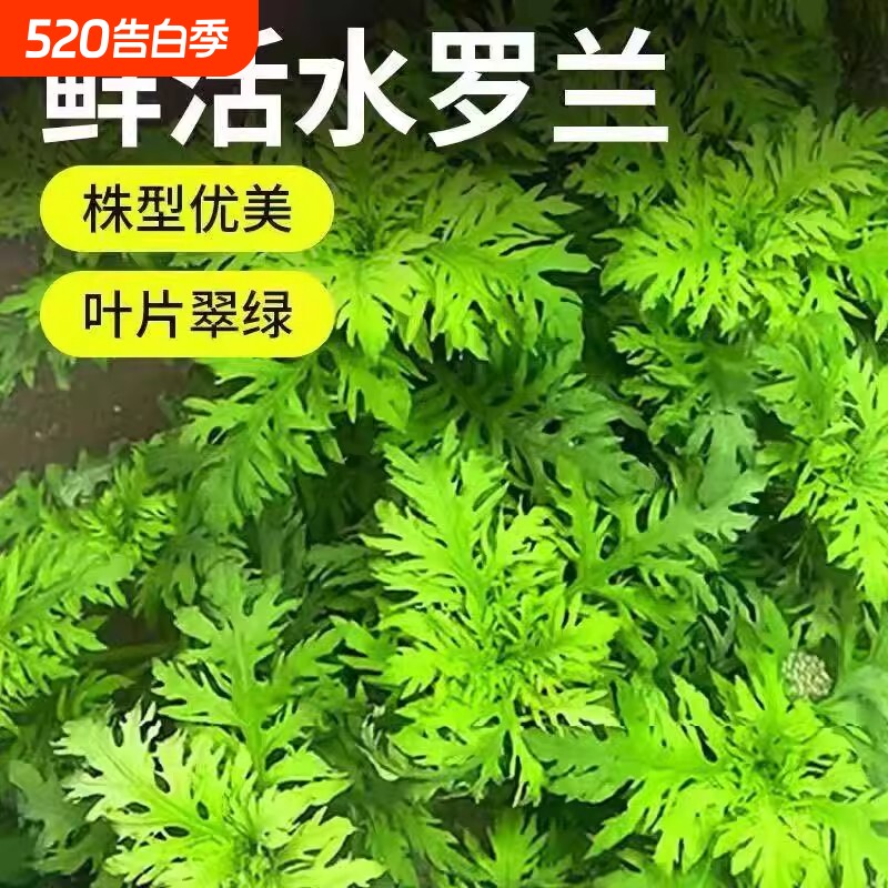 水罗兰沉底水草鱼缸造景真水草植物阴性新手懒人好养入门净水增氧