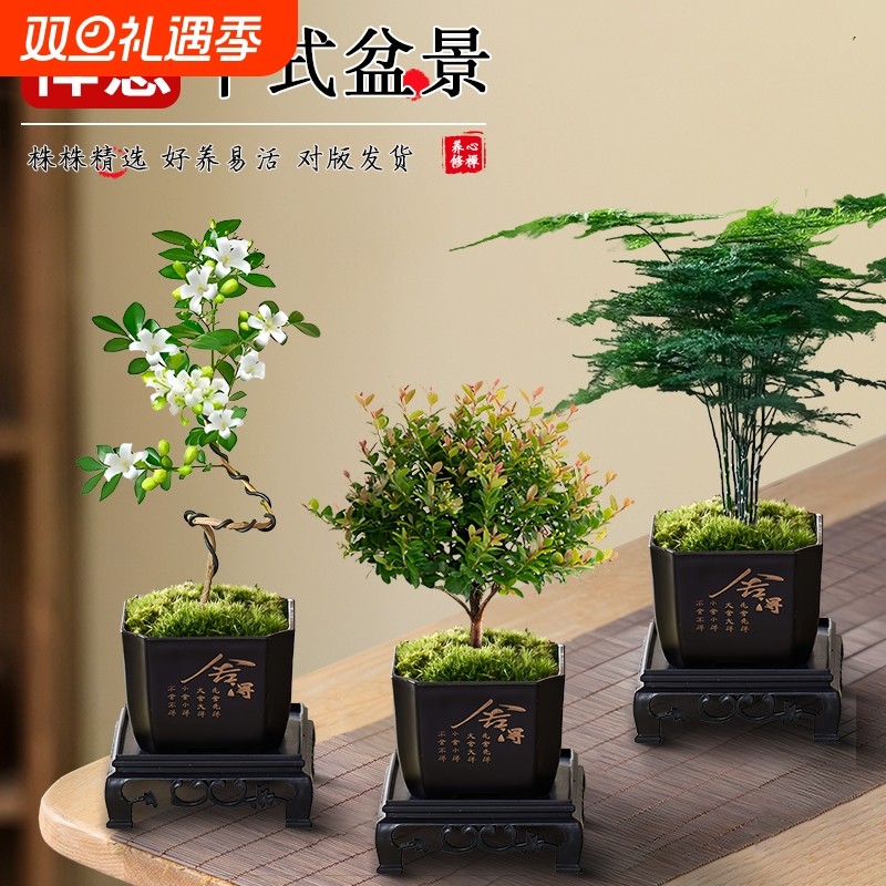 文竹九里香小叶赤楠禅意盆栽办公室桌面植物小盆景绿植花卉摆件