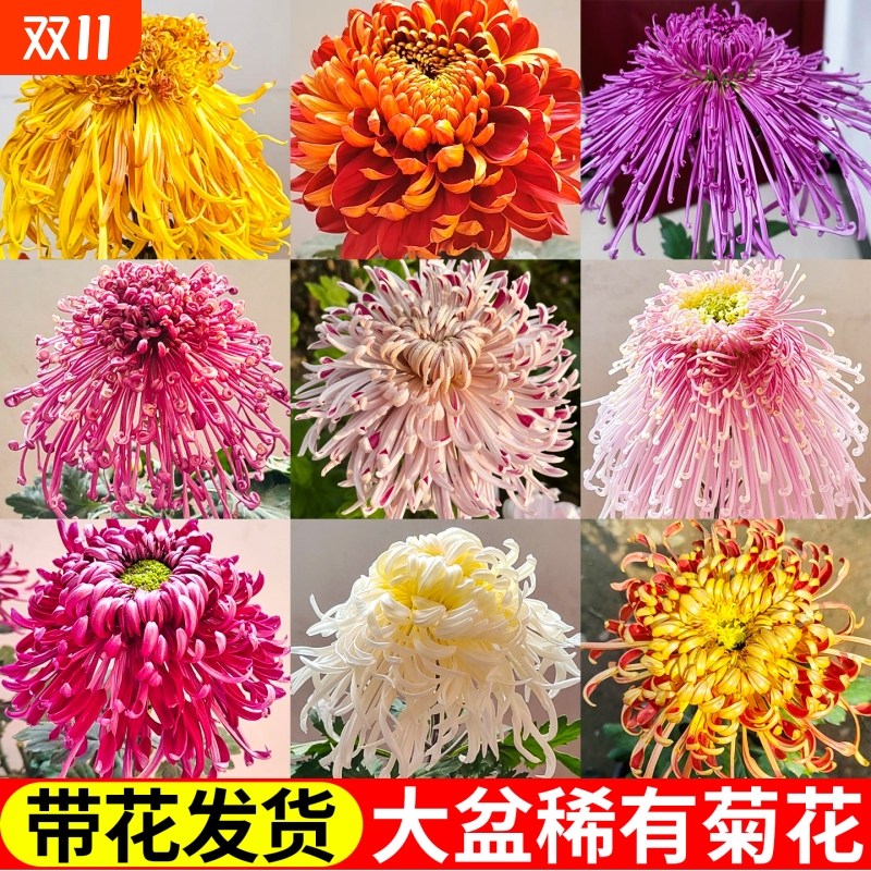 菊花苗四季带花苞开花大花特大