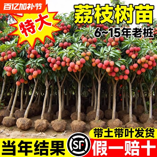 荔枝树苗嫁接果树无核桂味妃子笑特大号南北方庭院盆栽四季水果苗