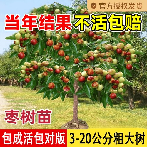 枣树活苗特大庭院果树超甜冰糖冬枣潘枣树活苗南方北方种植枣树苗