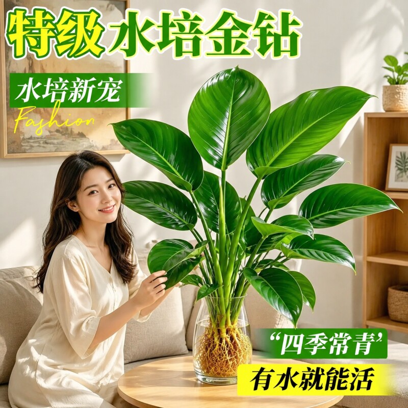 大叶金钻绿萝水培带苞易养图片